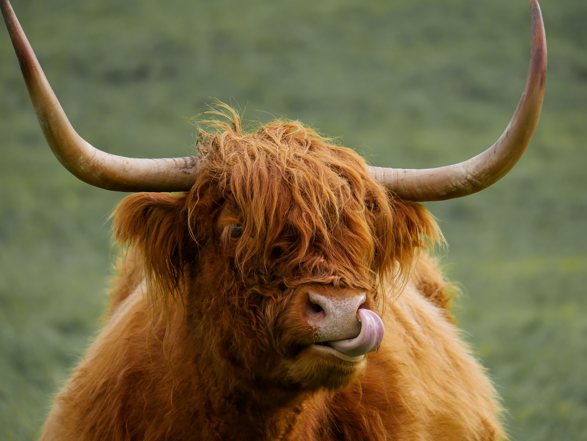 scotch highland cows